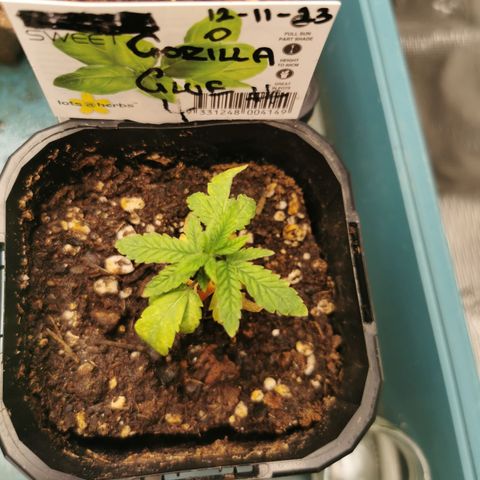 GG#4 growlog timeline photo