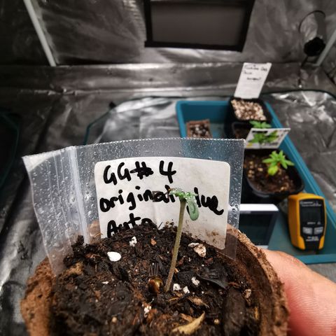 Godzilla Glue auto GG#4 growlog timeline photo