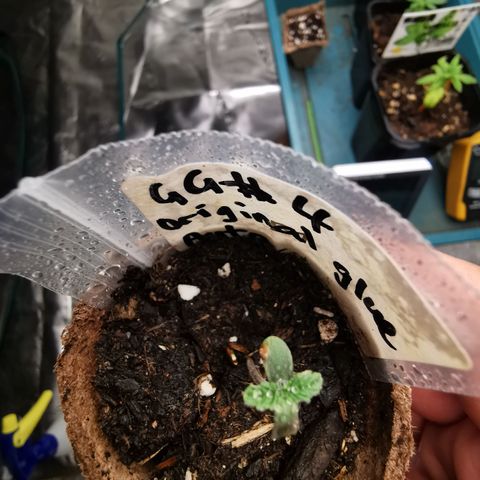 Godzilla Glue auto GG#4 growlog timeline photo