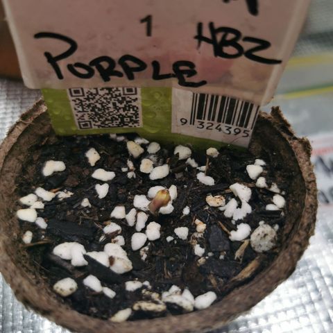 Grandmommy Purple #1 growlog timeline photo
