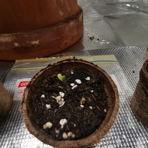 Mimosa X Orange Punch growlog timeline photo