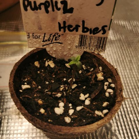 Grandmommy Purple #2 growlog timeline photo
