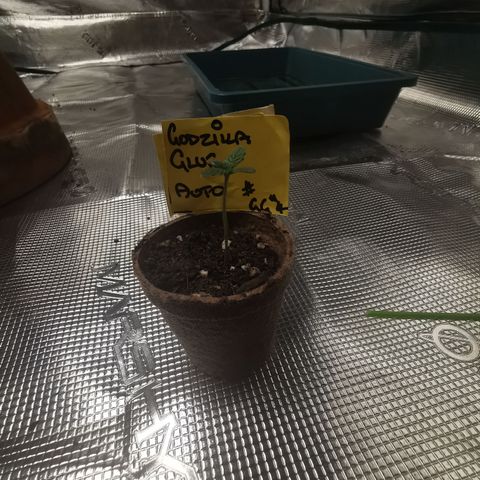 Godzilla Glue auto GG#4 growlog photo: Growing very quick and tall