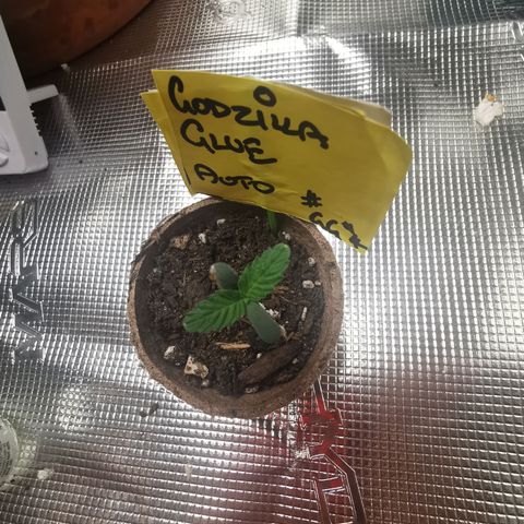 Godzilla Glue auto GG#4 growlog photo: Growing very quick and tall