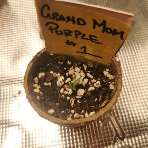 Grandmommy Purple #1 growlog photo: Had an issue when the seed came off it left a very thin film layer over the top and wasn't able to open, shorty after I performed surgery to delicately remove the film, was a successful procedure and has made a full recovery 