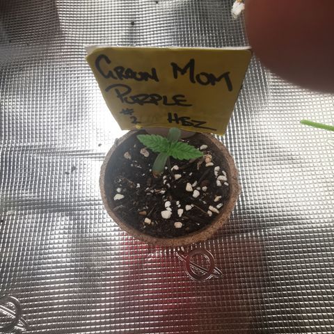 Grandmommy Purple #2 growlog timeline photo