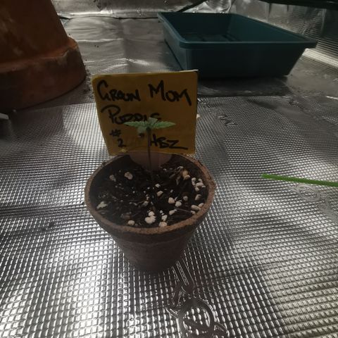 Grandmommy Purple #2 growlog timeline photo
