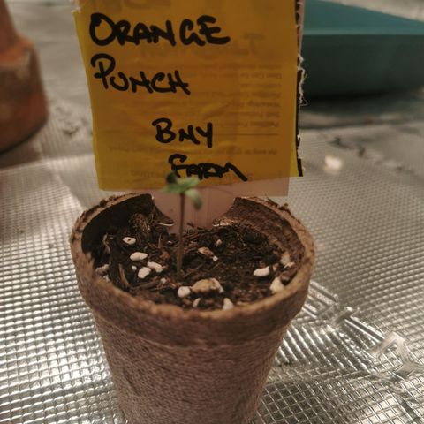 Mimosa X Orange Punch growlog timeline photo