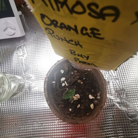 Mimosa X Orange Punch growlog timeline photo