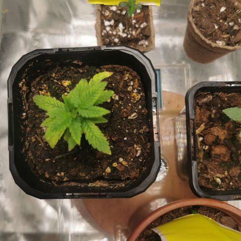 GG#4 growlog timeline photo