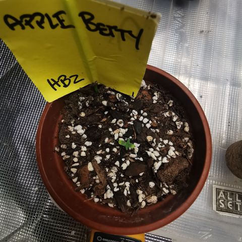 Apple Betty Herbies growlog timeline photo