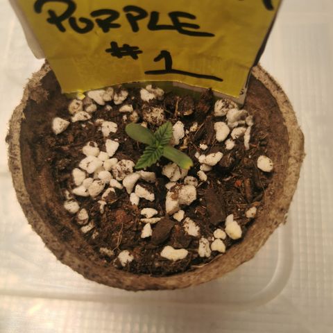 Grandmommy Purple #1 growlog timeline photo