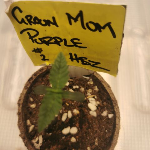 Grandmommy Purple #2 growlog timeline photo