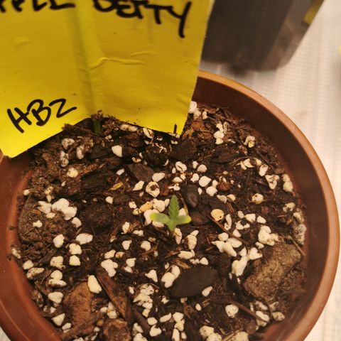 Apple Betty Herbies growlog timeline photo