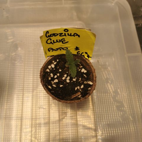 Godzilla Glue auto GG#4 growlog timeline photo