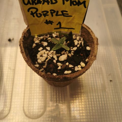 Grandmommy Purple #1 growlog timeline photo