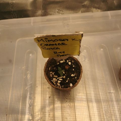 Mimosa X Orange Punch growlog timeline photo