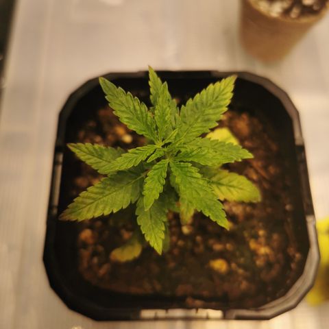 GG#4 growlog timeline photo