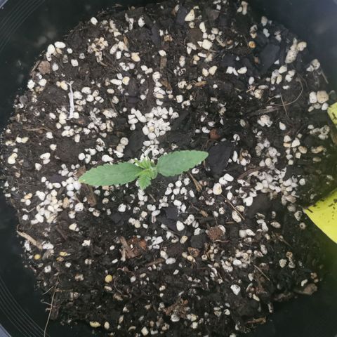 Apple Betty Herbies growlog photo: Replanted into bigger pot containing - veggie compost, blood and bone, perlite, easy as organics soil plus soil from other various places to make a super mix - PH tested 6.5  prior to transplanting 