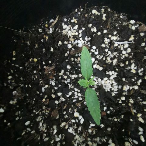 Apple Betty Herbies growlog photo: Replanted into bigger pot containing - veggie compost, blood and bone, perlite, easy as organics soil plus soil from other various places to make a super mix - PH tested 6.5  prior to transplanting 