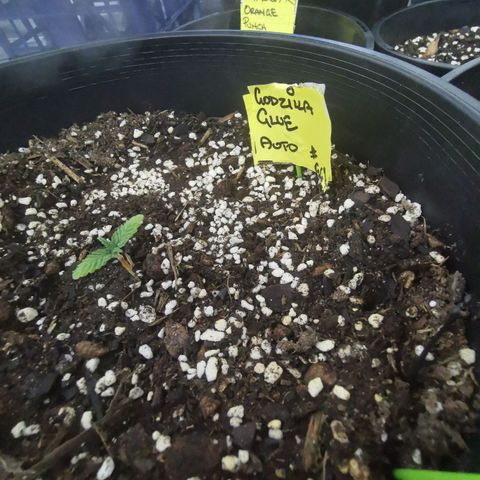 Godzilla Glue auto GG#4 growlog photo: Replanted into bigger pot containing - veggie compost, blood and bone, perlite, easy as organics soil plus soil from other various places to make a super mix - PH tested 6.5  prior to transplanting.. Also worth noting tap water was PH tested coming back high 8-8.5 - readjusted to 6-6.5 using PH Down