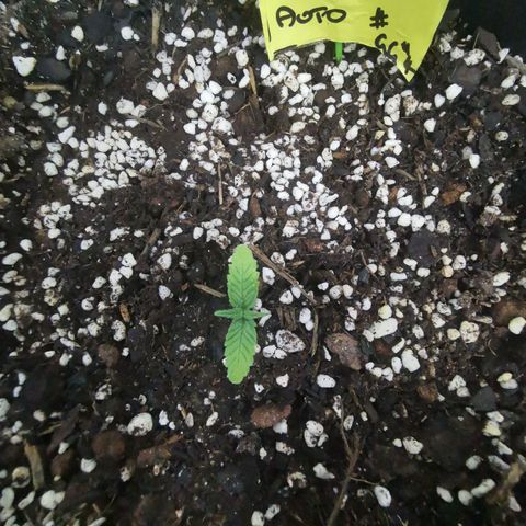 Godzilla Glue auto GG#4 growlog photo: Replanted into bigger pot containing - veggie compost, blood and bone, perlite, easy as organics soil plus soil from other various places to make a super mix - PH tested 6.5  prior to transplanting.. Also worth noting tap water was PH tested coming back high 8-8.5 - readjusted to 6-6.5 using PH Down