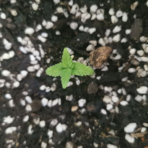 Grandmommy Purple #1 growlog timeline photo