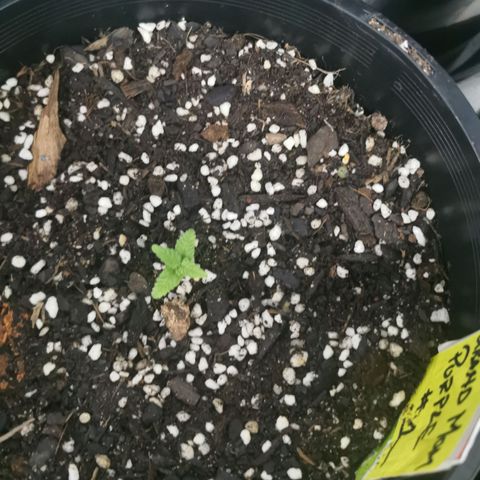 Grandmommy Purple #1 growlog photo: Replanted into bigger pot containing - veggie compost, blood and bone, perlite, easy as organics soil plus soil from other various places to make a super mix - PH tested 6.5  prior to transplanting.. Also worth noting tap water was PH tested coming back high 8-8.5 - readjusted to 6-6.5 using PH Down