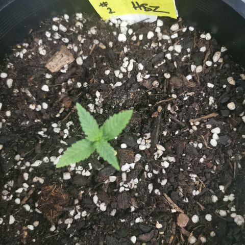 Grandmommy Purple #2 growlog photo: Replanted into bigger pot - she really looking good at this stage seems like she's the one to keep an eye out for during her growth 

Pot containing - veggie compost, blood and bone, perlite, easy as organics soil plus soil from other various places to make a super mix - PH tested 6.5  prior to transplanting.. Also worth noting tap water was PH tested coming back high 8-8.5 - readjusted to 6-6.5 using PH Down
