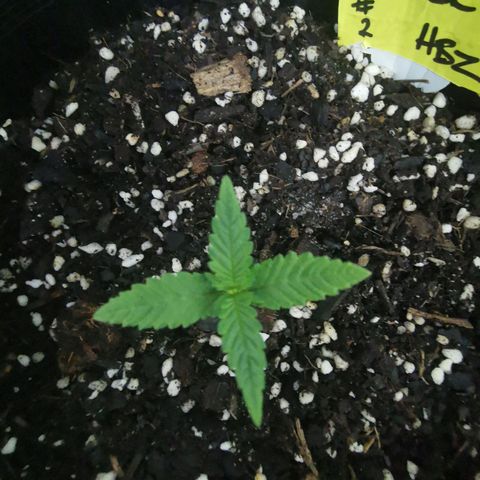 Grandmommy Purple #2 growlog photo: Replanted into bigger pot - she really looking good at this stage seems like she's the one to keep an eye out for during her growth 

Pot containing - veggie compost, blood and bone, perlite, easy as organics soil plus soil from other various places to make a super mix - PH tested 6.5  prior to transplanting.. Also worth noting tap water was PH tested coming back high 8-8.5 - readjusted to 6-6.5 using PH Down