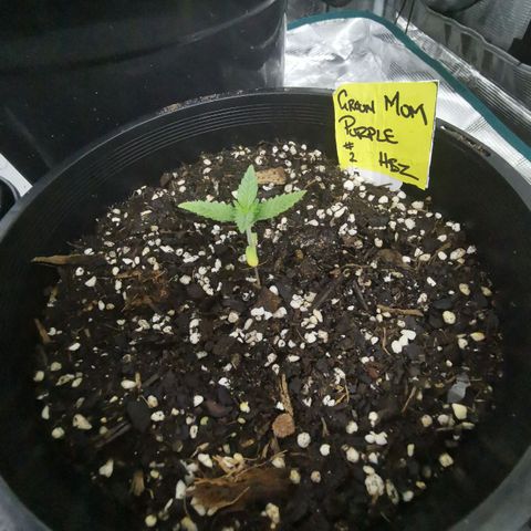 Grandmommy Purple #2 growlog photo: Replanted into bigger pot - she really looking good at this stage seems like she's the one to keep an eye out for during her growth 

Pot containing - veggie compost, blood and bone, perlite, easy as organics soil plus soil from other various places to make a super mix - PH tested 6.5  prior to transplanting.. Also worth noting tap water was PH tested coming back high 8-8.5 - readjusted to 6-6.5 using PH Down