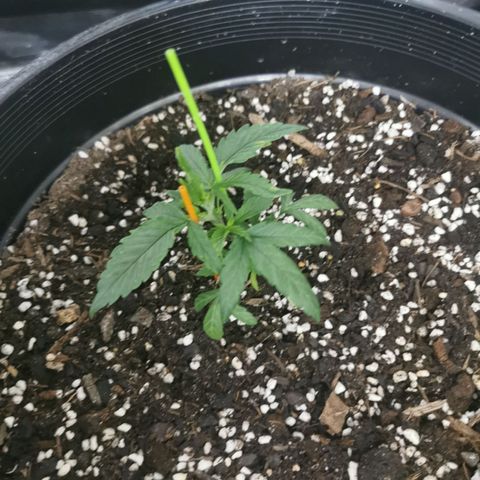 GG#4 growlog timeline photo