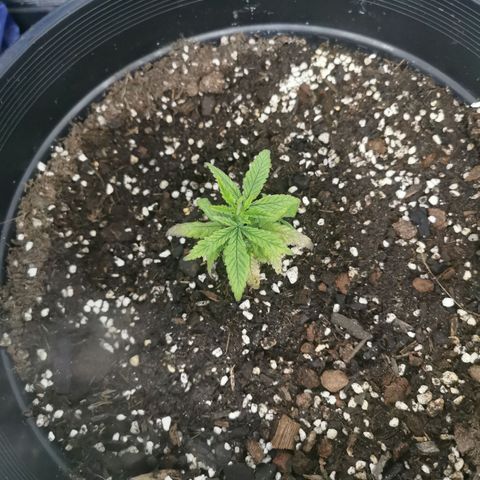 GG#4 growlog photo: Replanted into bigger pot should note I'll be adding her twin to this log as she was up for adoption and I didn't want her to go to someone who won't treat her right so well call her GG#4.0

Pot containing - veggie compost, blood and bone, perlite, easy as organics soil plus soil from other various places to make a super mix - PH tested 6.5  prior to transplanting.. Also worth noting tap water was PH tested coming back high 8-8.5 - readjusted to 6-6.5 using PH Down
