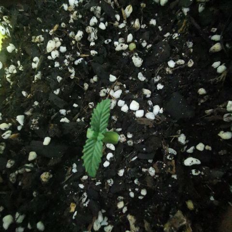 Mimosa X Orange Punch growlog photo: Replanted into bigger pot - seems like she is coming through alright I have high expectations for her to grow to be a monster so will be keeping a very good eye on her - as should anyone else reading this 🌱🌴🌷🌹

 pot containing - veggie compost, blood and bone, perlite, easy as organics soil plus soil from other various places to make a super mix - PH tested 6.5  prior to transplanting.. Also worth noting tap water was PH tested coming back high 8-8.5 - readjusted to 6-6.5 using PH Down