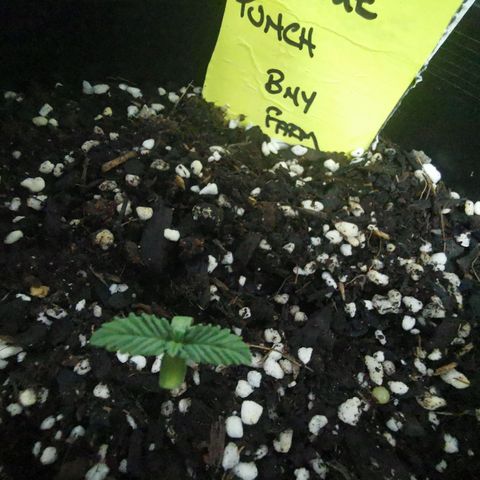 Mimosa X Orange Punch growlog photo: Replanted into bigger pot - seems like she is coming through alright I have high expectations for her to grow to be a monster so will be keeping a very good eye on her - as should anyone else reading this 🌱🌴🌷🌹

 pot containing - veggie compost, blood and bone, perlite, easy as organics soil plus soil from other various places to make a super mix - PH tested 6.5  prior to transplanting.. Also worth noting tap water was PH tested coming back high 8-8.5 - readjusted to 6-6.5 using PH Down