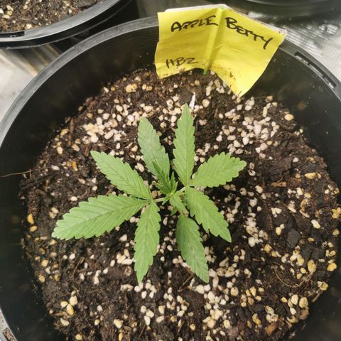 Apple Betty Herbies growlog timeline photo