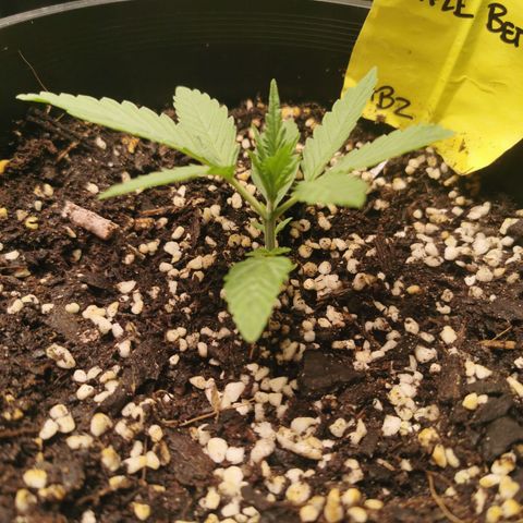 Apple Betty Herbies growlog timeline photo