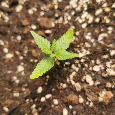 Godzilla Glue auto GG#4 growlog timeline photo