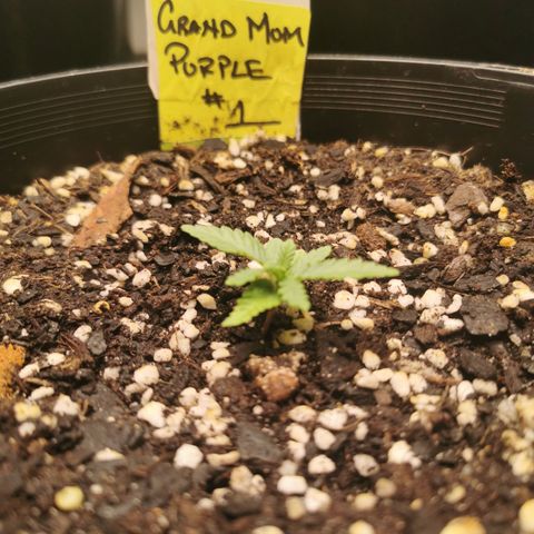 Grandmommy Purple #1 growlog timeline photo