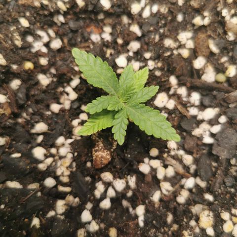 Grandmommy Purple #1 growlog timeline photo