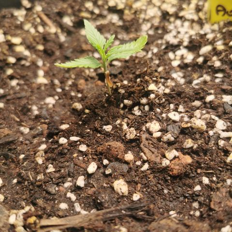 Godzilla Glue auto GG#4 growlog timeline photo