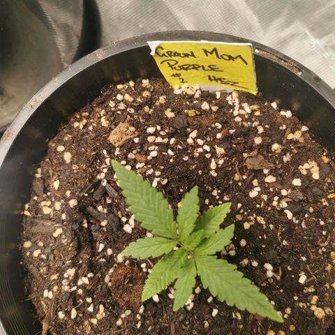 Grandmommy Purple #2 growlog timeline photo