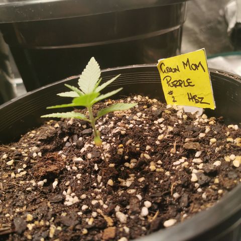 Grandmommy Purple #2 growlog timeline photo