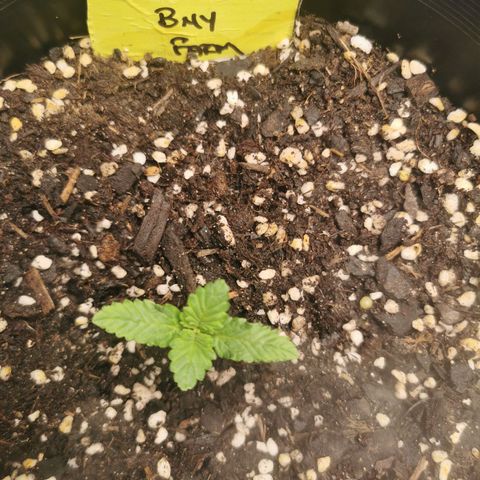 Mimosa X Orange Punch growlog timeline photo