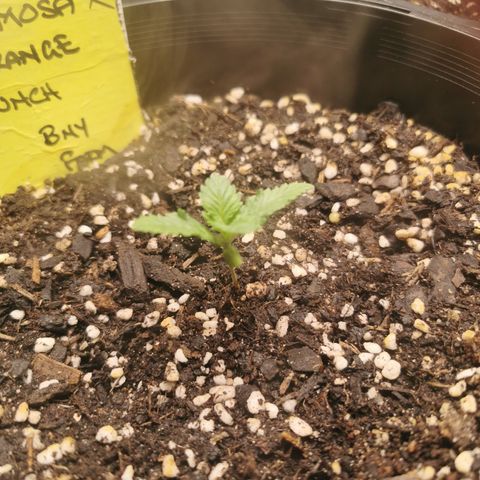Mimosa X Orange Punch growlog timeline photo