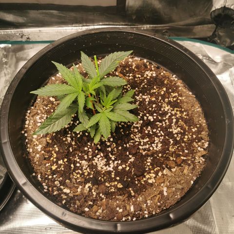 GG#4 growlog timeline photo