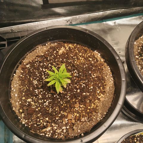 GG#4 growlog timeline photo