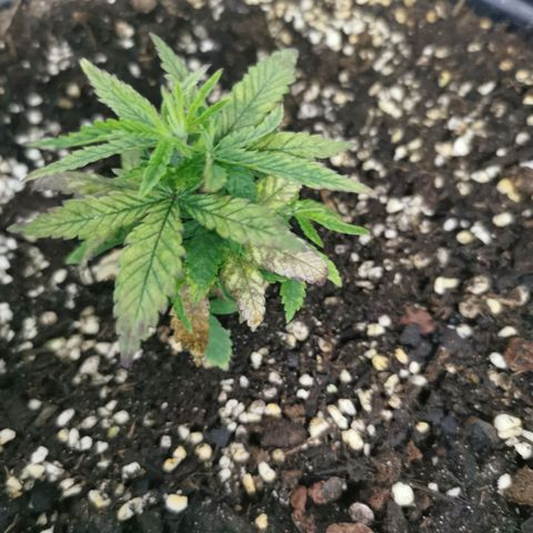 GG#4 growlog photo: Added Swift Grow and Swift Fort mixed with water 