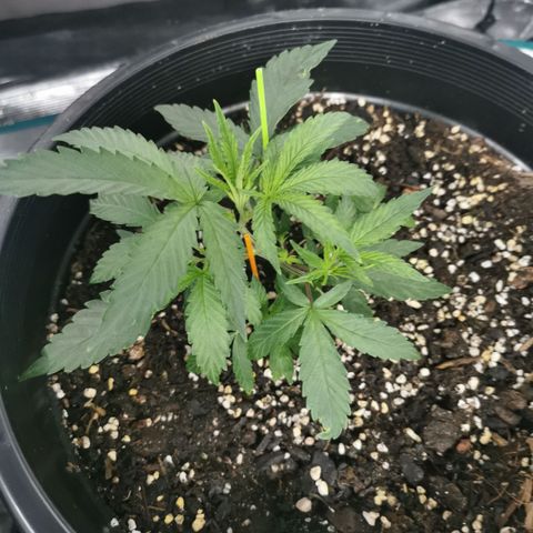 GG#4 growlog photo: Added Swift Grow and Swift Fort mixed with water 