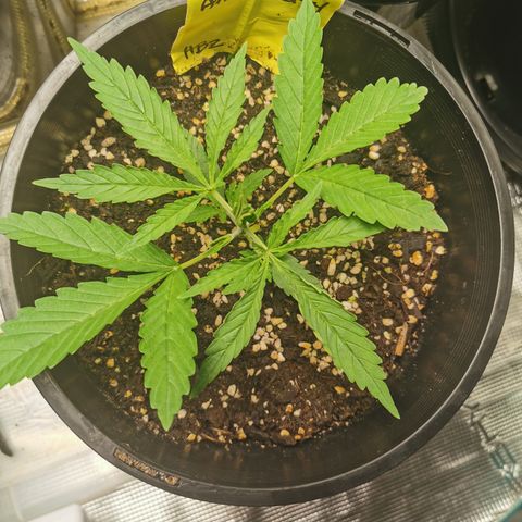 Apple Betty Herbies growlog timeline photo